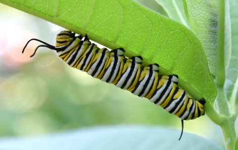 Monarch caterpillar crawls on a leaf.