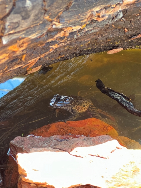 a black, green and red frog peeks its head out of a pool of water 