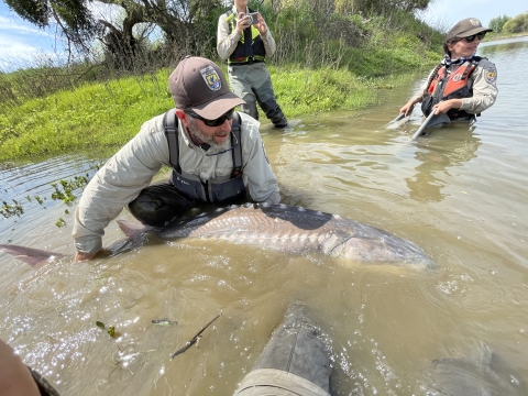 Man in USFWS hat and waders holds a very large long fish in muddy brown water surrounded by other fish biologists.