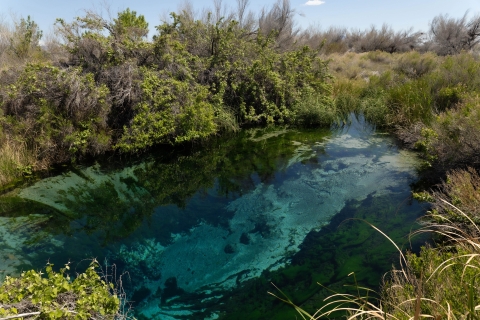 A natural clear water pool surrounded by shrubs