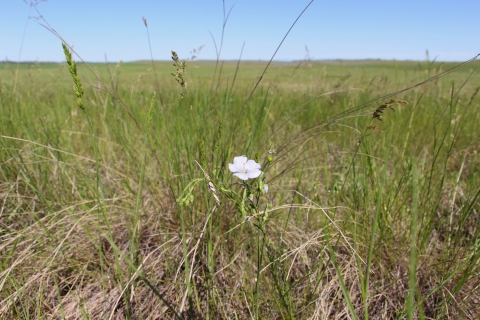 A closeup of a light blue wildflower in a grassland is shown.