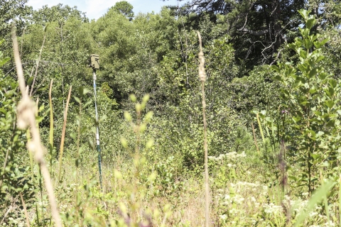 Field with a pole topped with an electronic device