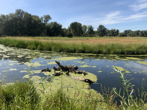 Image of a river showing lush greenery, sod and willows with trees in the background