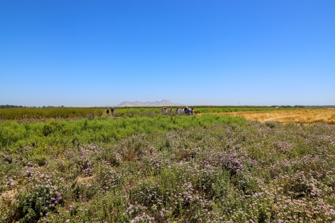 People stand in the distance behind rows of flowering plants