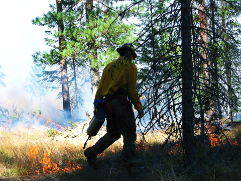 A firefighter uses a drip torch to start a prescribed fire