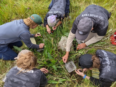 A crew of 5 people collecting snails in a grassy area