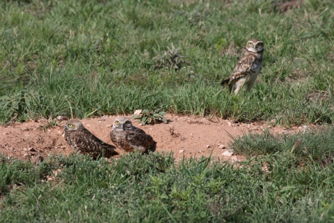image of 3 owls in a grassy field