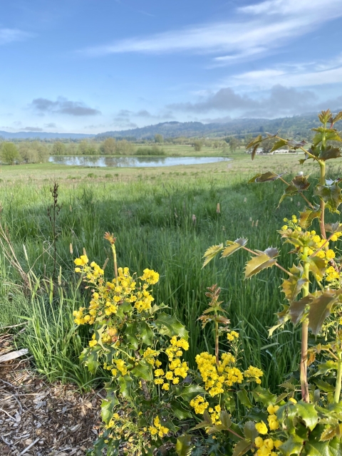 Oregon grape blooms along a trail