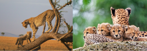 Two photos. On the left, an adult cheetah and cub stand on a downturned tree trunk. On the right, four cheetah cubs laying in a group look at the camera, with an adult looking away from the camera behind them.