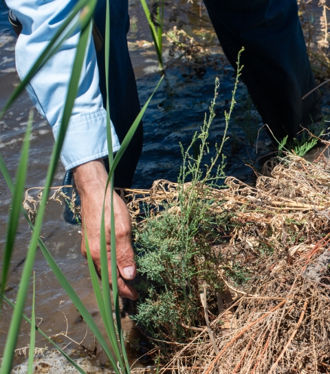 Closeup of someone hand grabbing at a salt cedar seedling sprouting from submerged soil with their feet in the background.