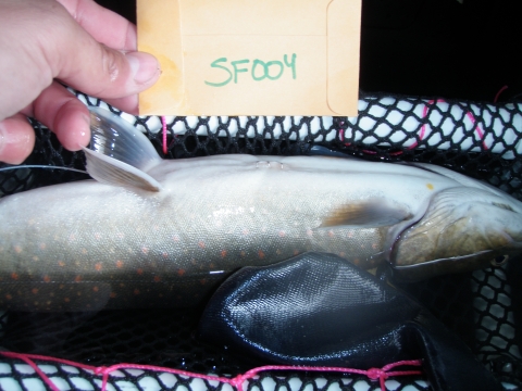 An upside down fish with a hand holding a paper labeled "SF004"