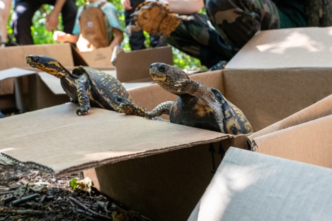 three black and yellow turtles with outstretched necks emerge from a cardboard box