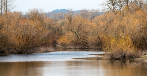 Trees surrounding a pond with mountains in the background