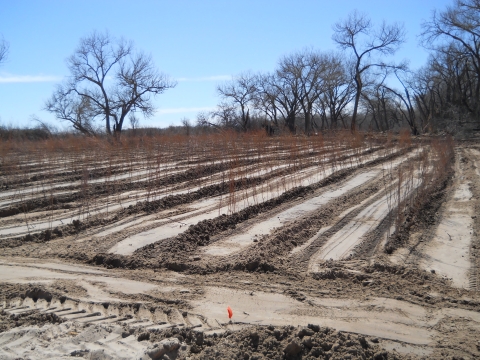 Swales of planted trees
