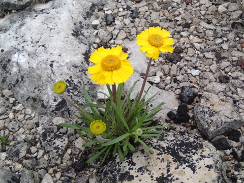 Lakeside daisy in bloom