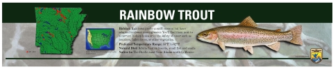 Rainbow trout information