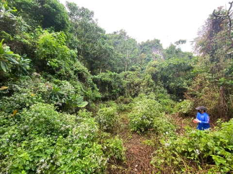 A Kupu member stands within an outplanting site, which is surrounded by limestone forest. The site is covered by invasive vine, which is growing on the plants and trees.