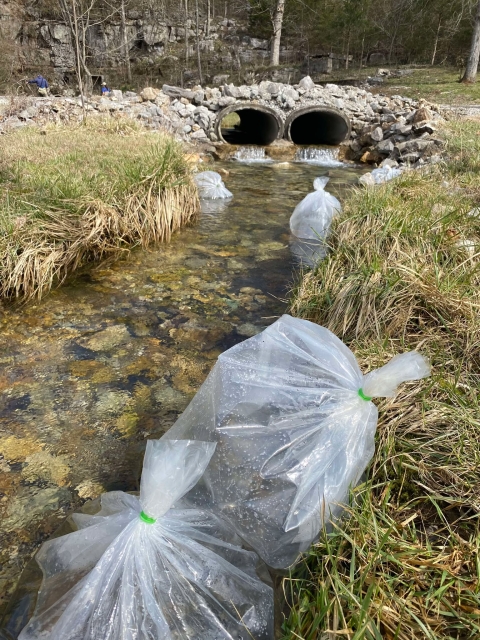 Plastic fish bags floating in stream