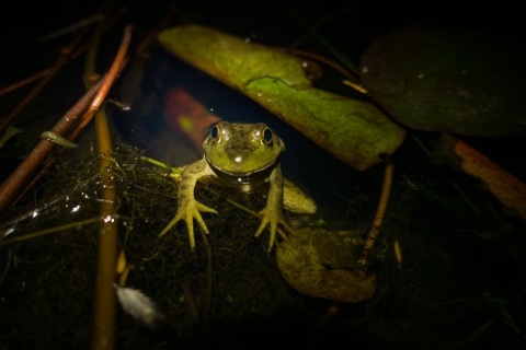 A bullfrog under leaves