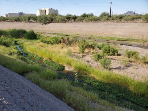 Vegetation in an area with buildings and telephone lines in the background