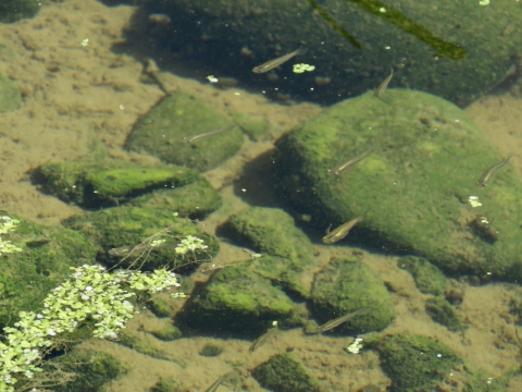 Fish underwater