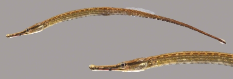 a long skinny brown fish with a pointy nose