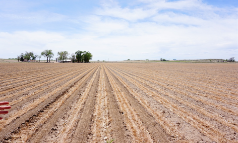A plot of farmland