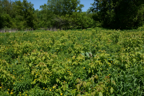 A lush green field of tree seedlings