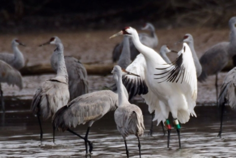 tall, skinny birds wading in shallow water