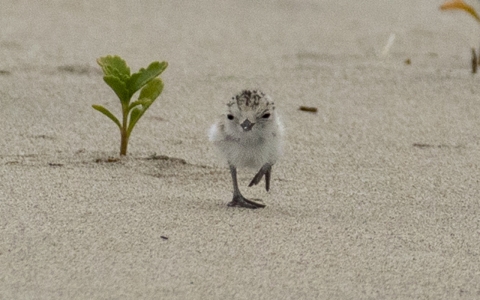 White fluffy plover chick with black spots on top of head (crown) walking in the sand with a plant in the background.