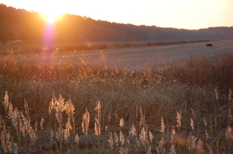 The sun shines over the horizon, creating a glowing, golden effect. A black bear walks across a harvested field in the distance. In the foreground, wild plants grow.