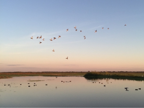 Ducks flying over a wetland on the Texas Gulf Coast prairie