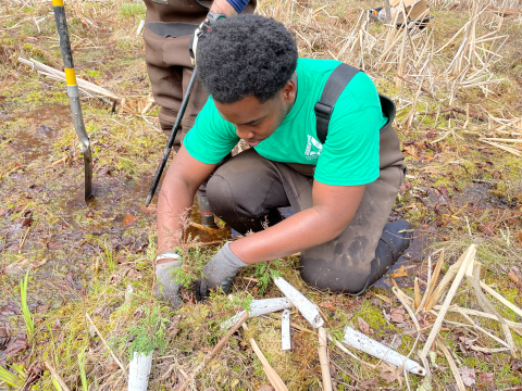 Groundwork Hudson Valley Green Team Volunteer Planting Atlantic White Cedar at Wallkill River National Wildlife Refuge