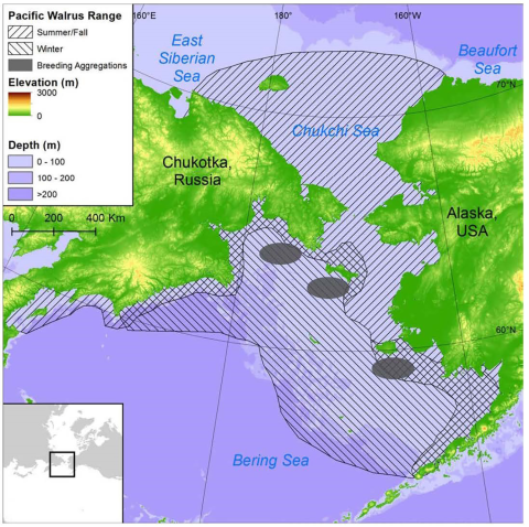 Computer illustrated map highlighting the Pacific Walrus Range. The Legend displays the following: forward facing diagonal lines for summer/fall, backward facing diagonal lines for winter, grey area for breeding aggregations, an elevation scaled in color from 0 meters to 300 meters, depth scale blocks 0-100 meters, 100-200 meters, greater than 200 meters. The map is focused on the two seas between Alaska and Russia with the majority of the area being covered by one of the seasonal ranges.