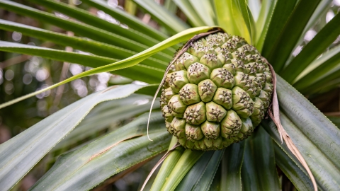 Green hala (pandanus) fruit and green hala leaves