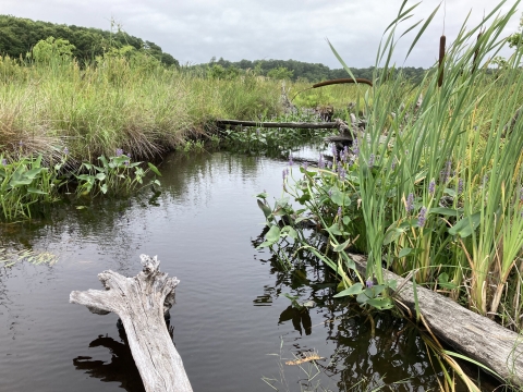 a stream with fallen trees winds through green vegetation including cattails