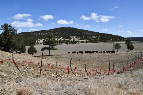 Red fladry on fence line in front of field of cows.