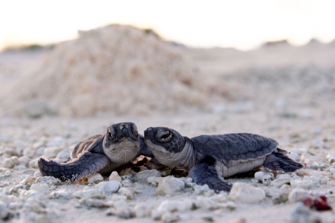Two baby sea turtles are on together on the sand. They are dark in color with a light, tan underbelly.