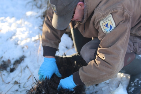 Biologist examines the fur of an elk