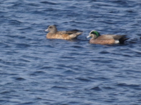 Two ducks wading in water.