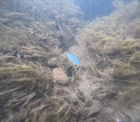 An oystermussel displays its bright blue lure, sitting between algae covered rocks.