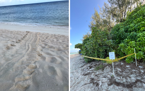 sea turtle nesting habitat at Guam NWR