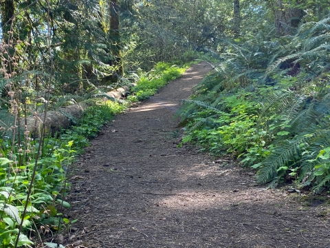 Image of a shaded, brown, natural surface trail surrounded by green vegetation and trees.