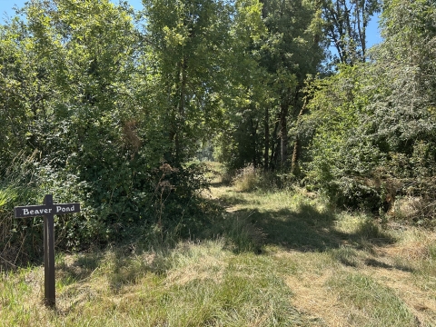 Trail with wooden sign that reads Beaver Pond and trees lining the trail