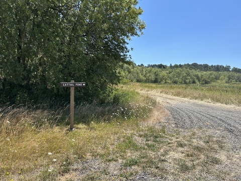 Wooden sign that reads Cattail Pond and gravel road to the right of the sign