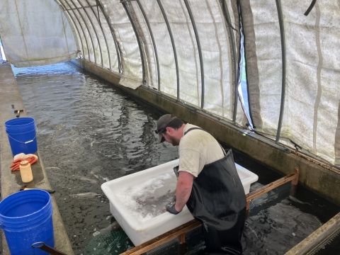 A man standing in a raceway, picking up fish from a white tub.
