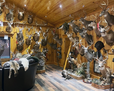 Interior walls lined from floor to ceiling with illegally harvested white-tailed deer taxidermy mounts.