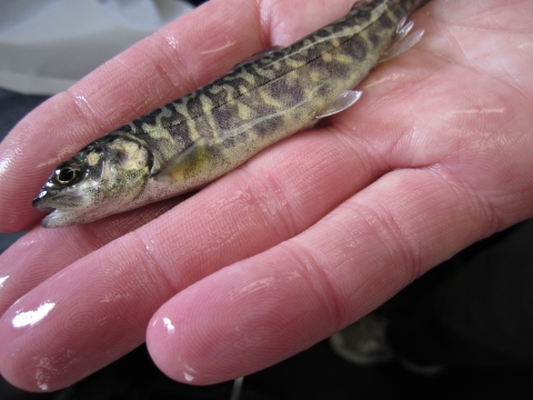 A juvenile lake trout lays in a hand.