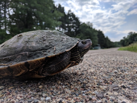 A northern map turtle at the edge of a road