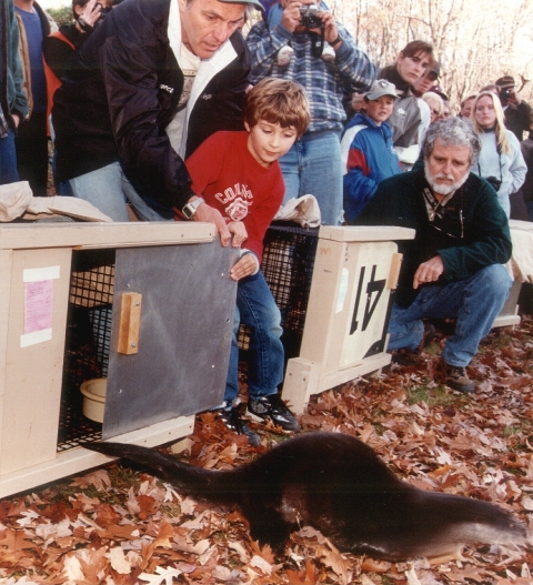 Biologist and small child open an otter crate to release a river otter